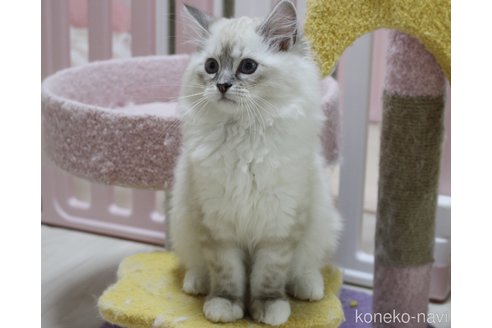 販売中の山梨県のラグドール-112122の8枚目